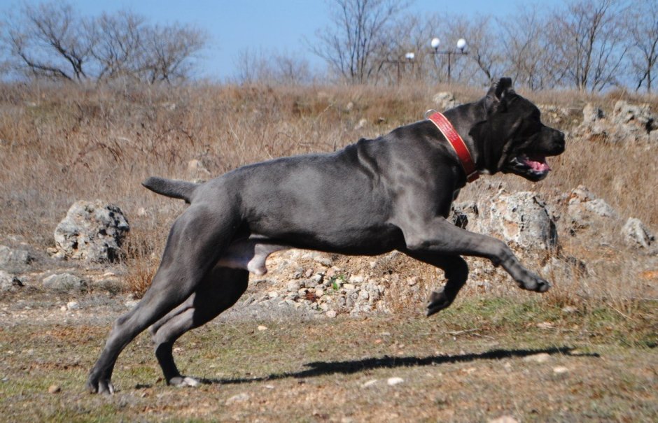 Cane Garouff