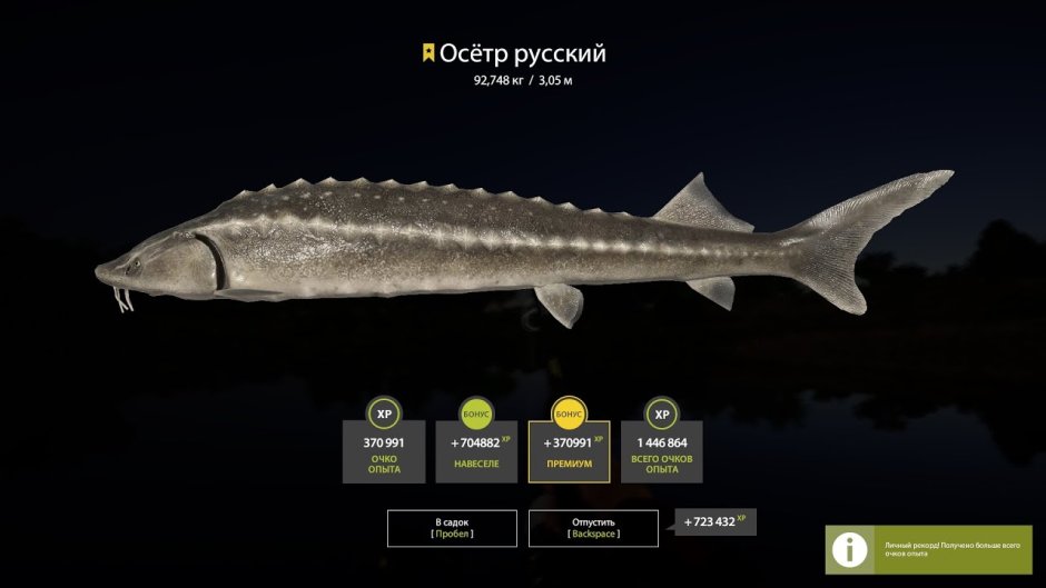Осетрина свежая