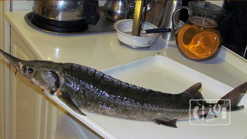 Рыбы Мордовии