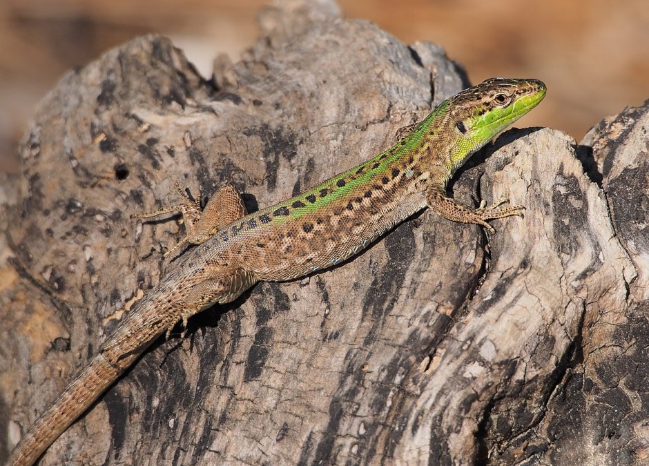 Podarcis pityusensis
