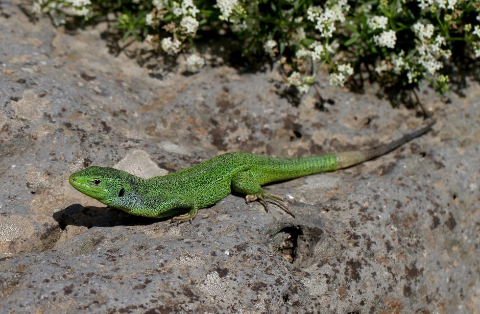 Lacerta viridis