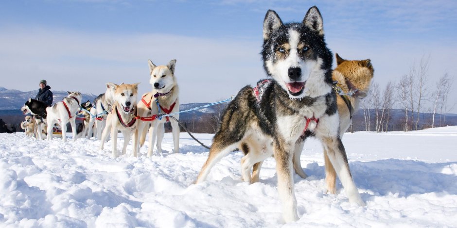 Хаски ездовые собаки