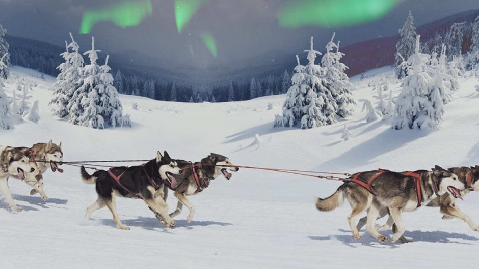 Упряжка Волков