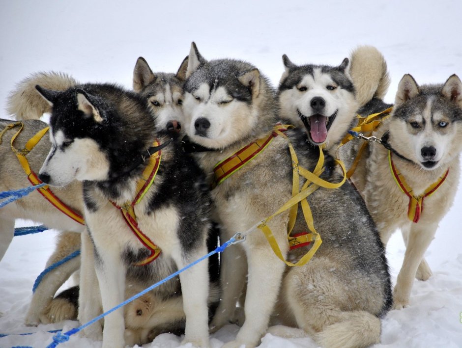 Сибирские хаски ездовые