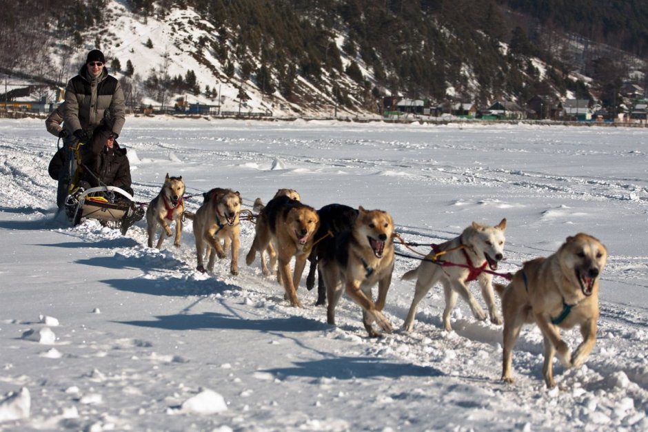 Хаски вожак стаи