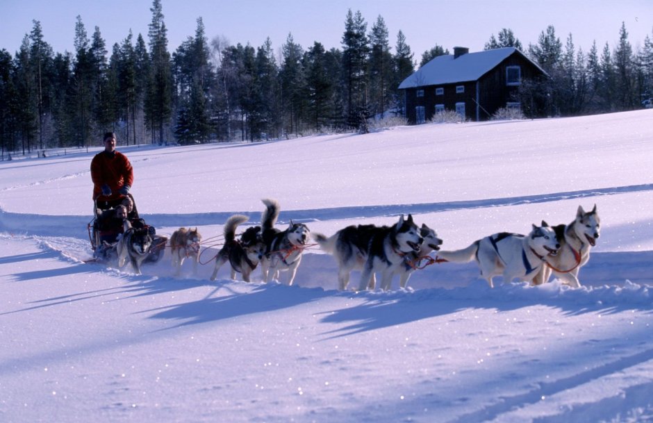 Каюры хаски Нарты