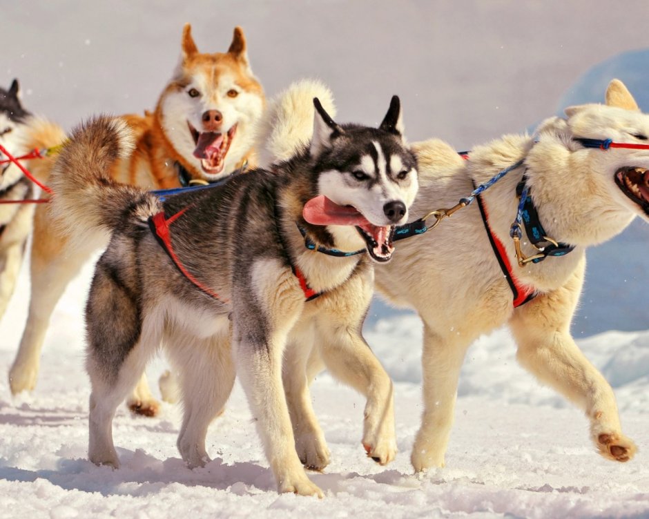 Чукотская ездовая лайка