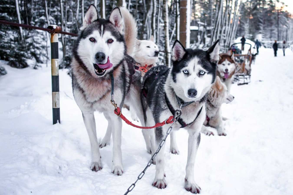 Питомник хаски в Карелии белая руна