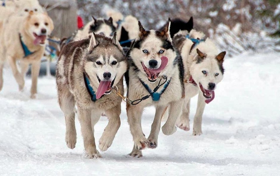 Ездовая упряжка для хаски