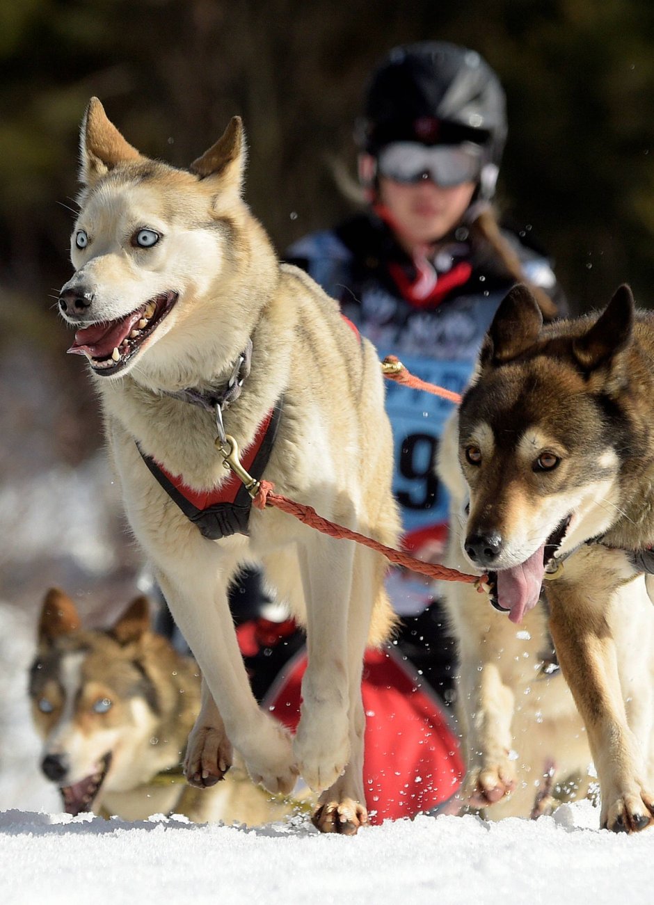 Сеппала ездовая собака