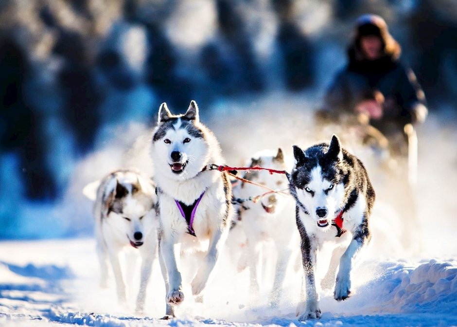 Собачьи упряжки хаски