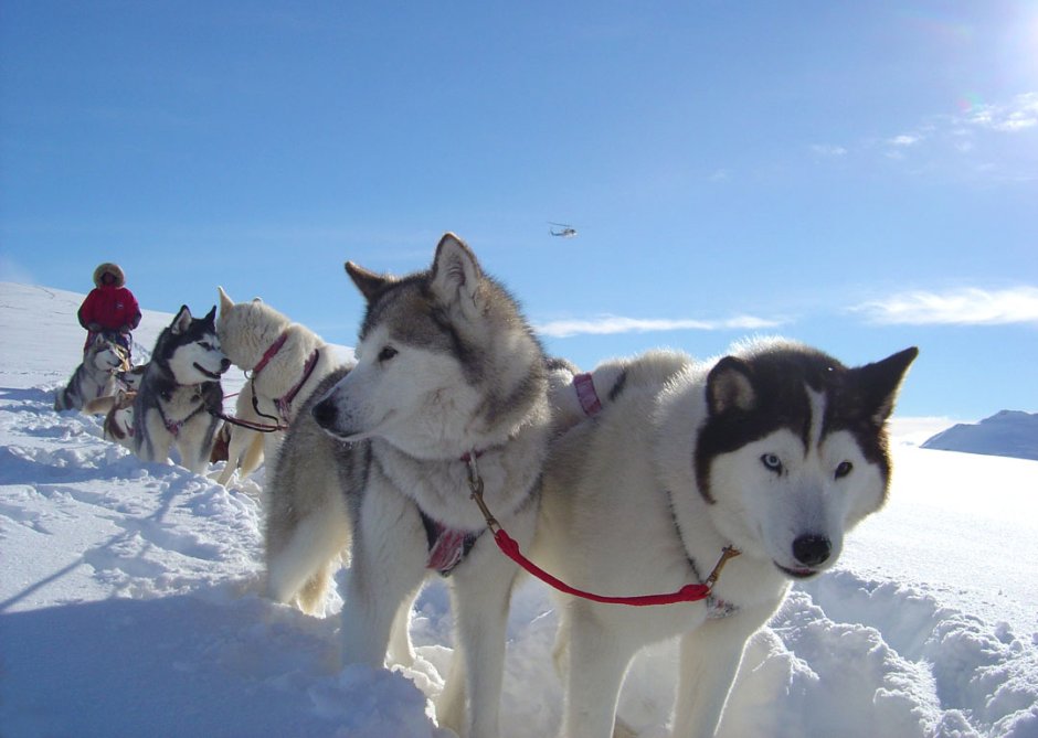 Сибирские хаски ездовые