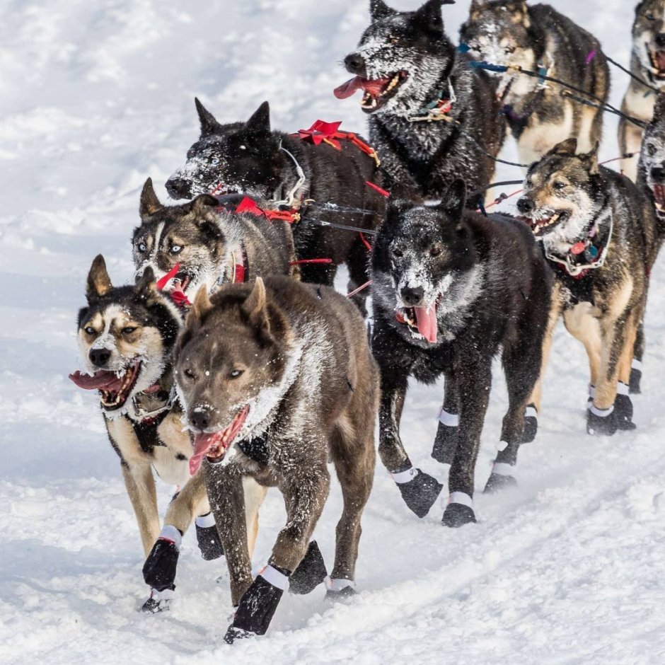 Цепельские ездовые
