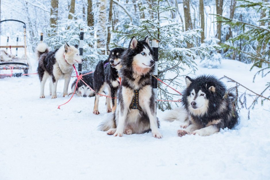 Катание на собачьих упряжках Камчатка