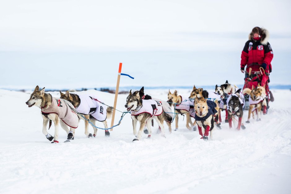 Iditarod Trail Sled Dog Race платок