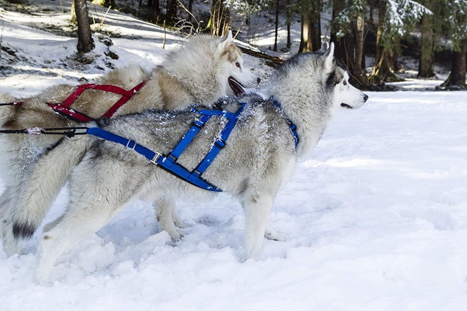 Хаски ездовые собаки