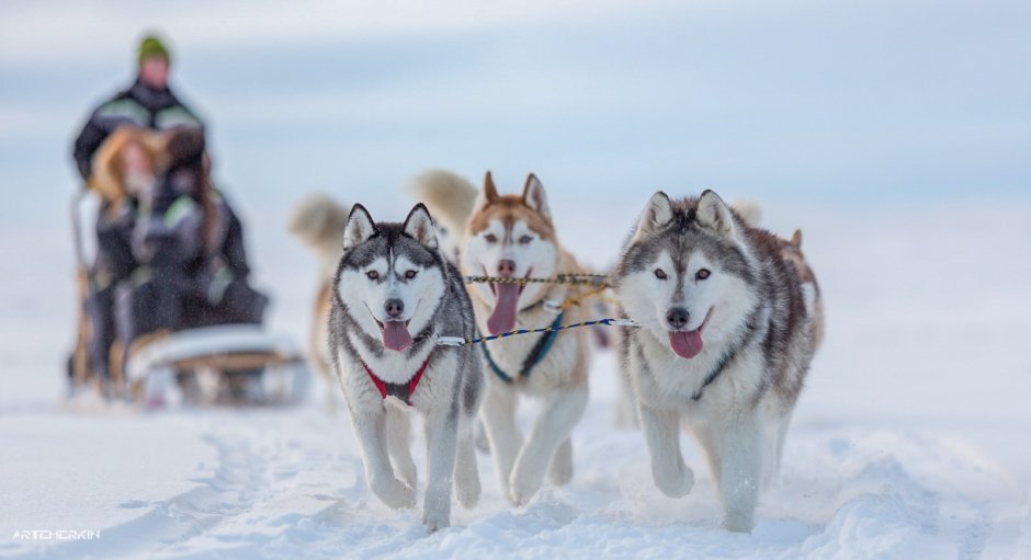 Сепольская ездовая