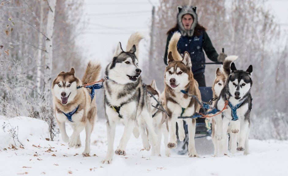 Хаски центр Аквилон