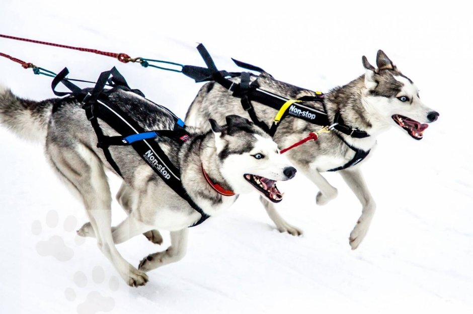 Гонки на собаках