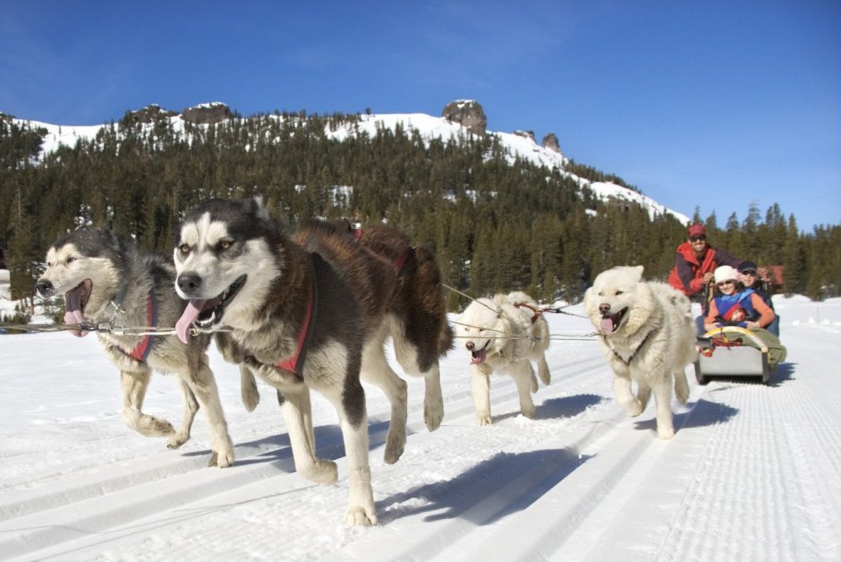 Чукотская ездовая лайка
