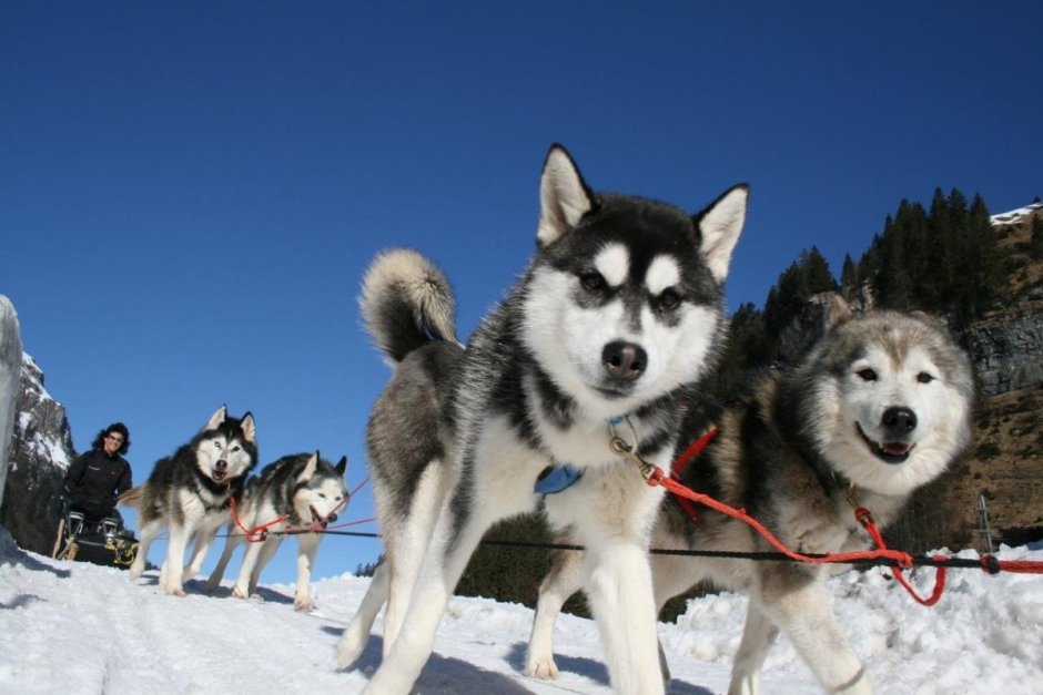 Собачьи упряжки хаски