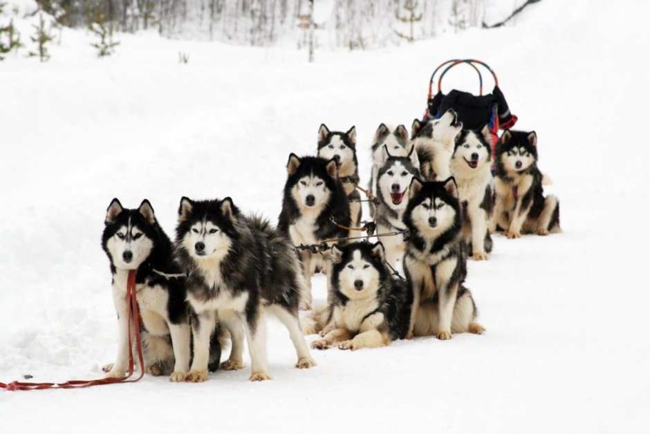 Сибирские хаски ездовые