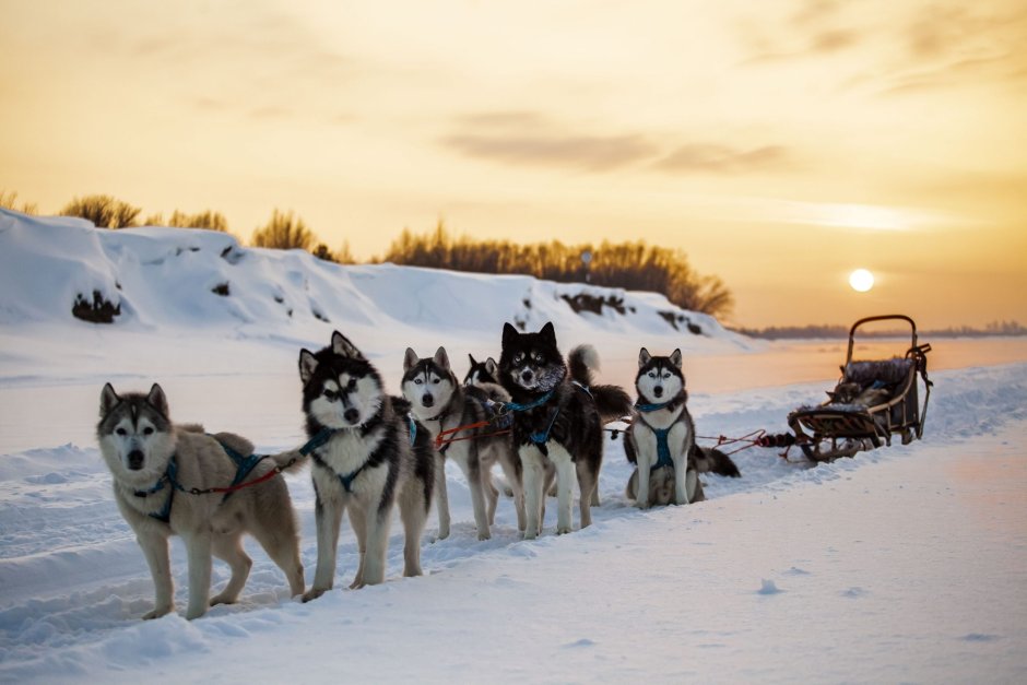 Сибирский хаски в упряжке