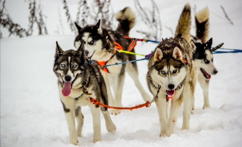 Надежда ездовой спорт