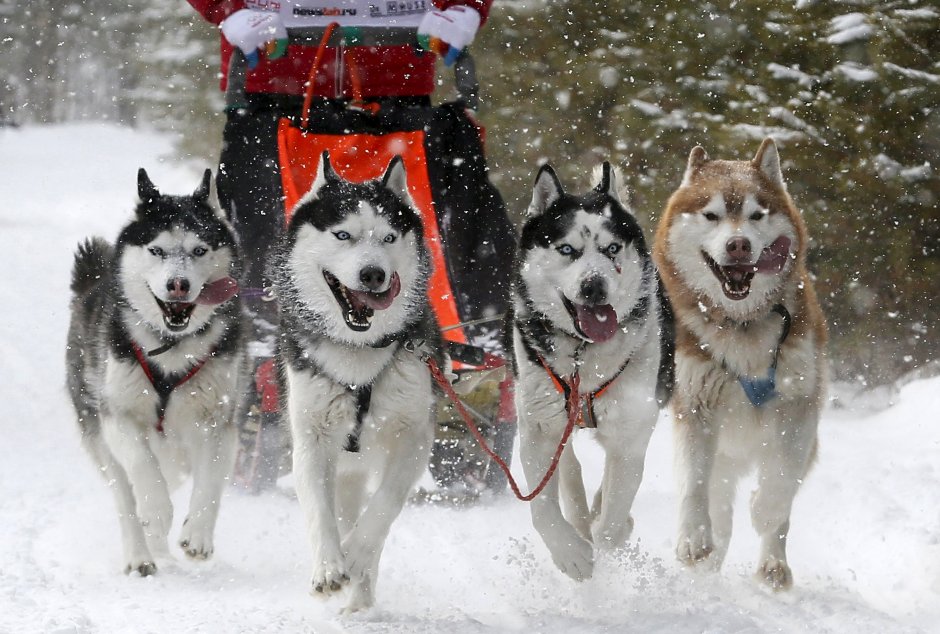 Карелия зимой собачьи упряжки
