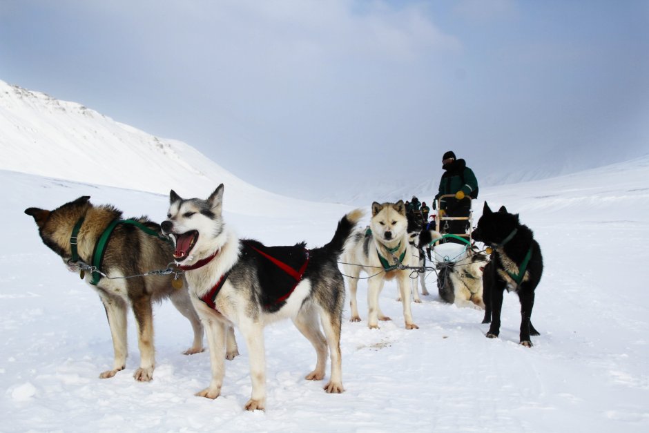 Ездовая упряжка