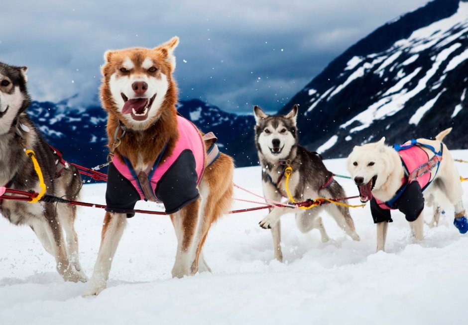 Хаски центр Арктик Виллидж