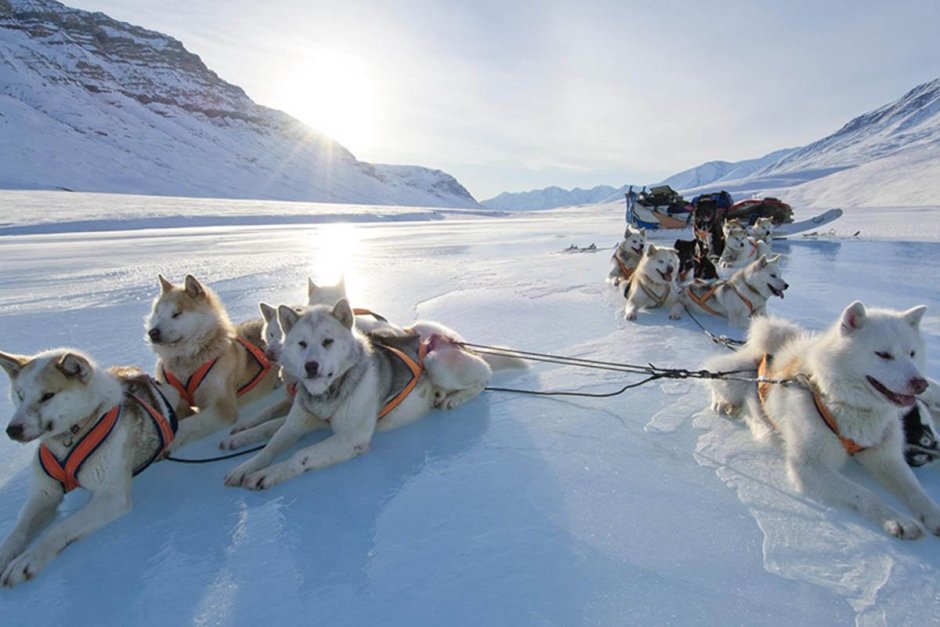 Эскимосская хаски