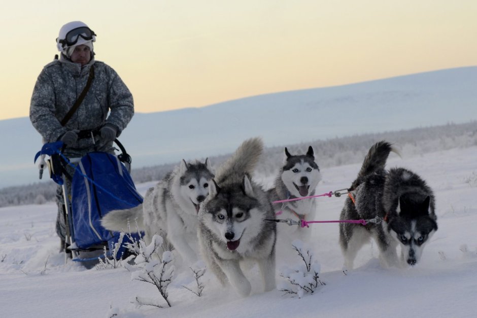 Ездовая шлейка для хаски