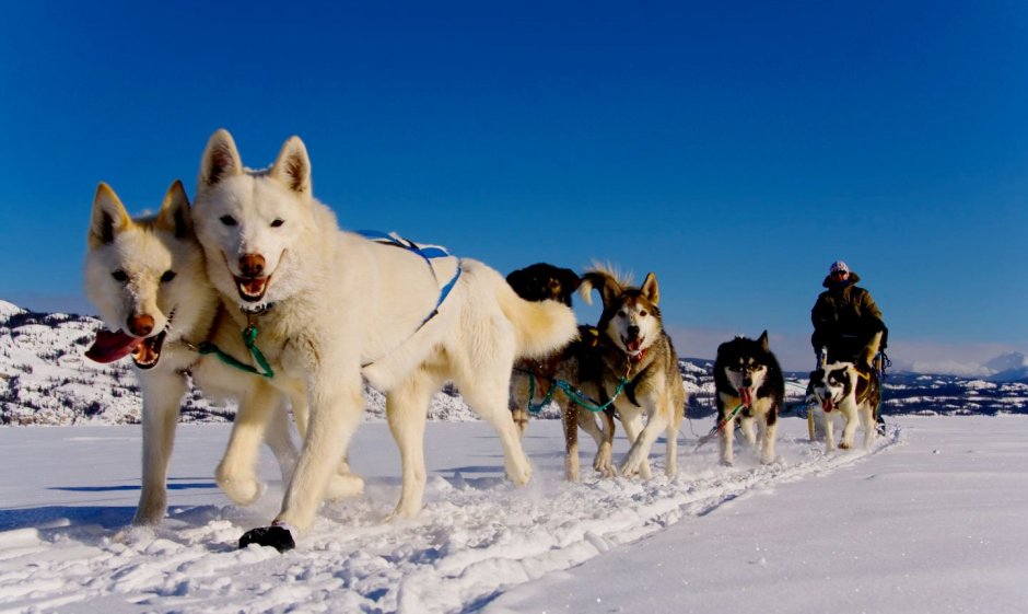 Маккензи Ривер хаски