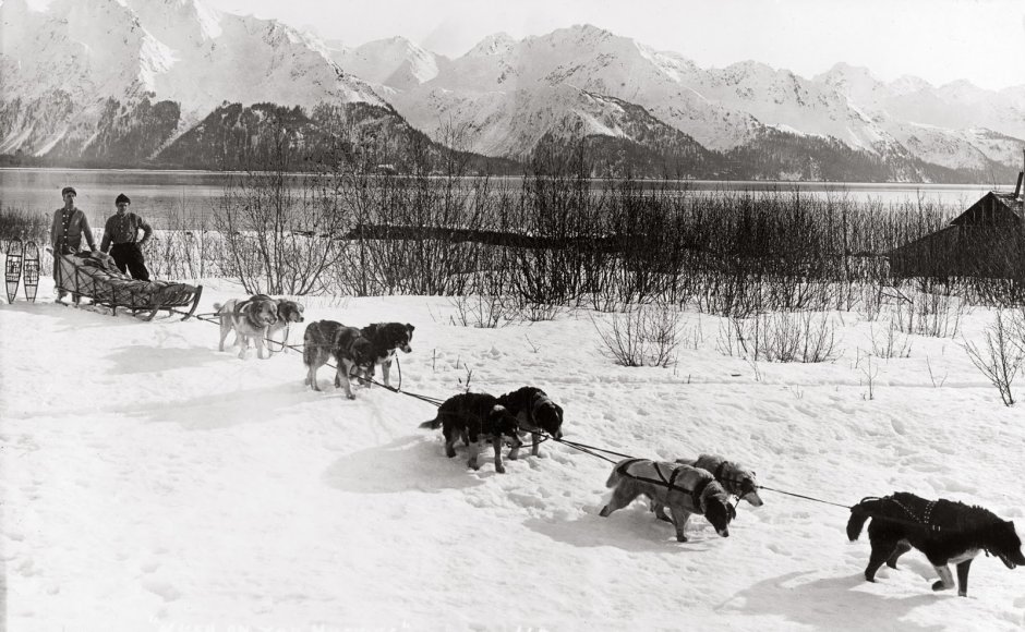Собачьи упряжки на Аляске