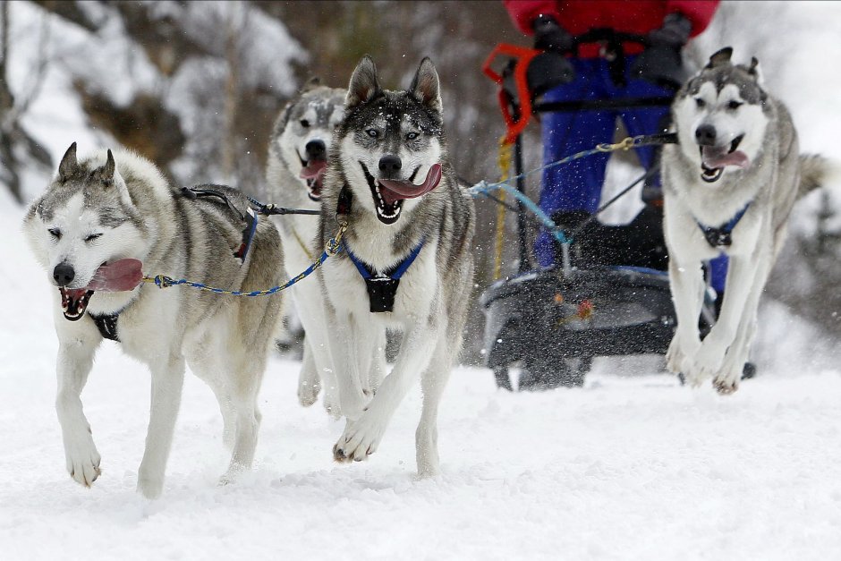 Ездовая шлейка Фримоушен