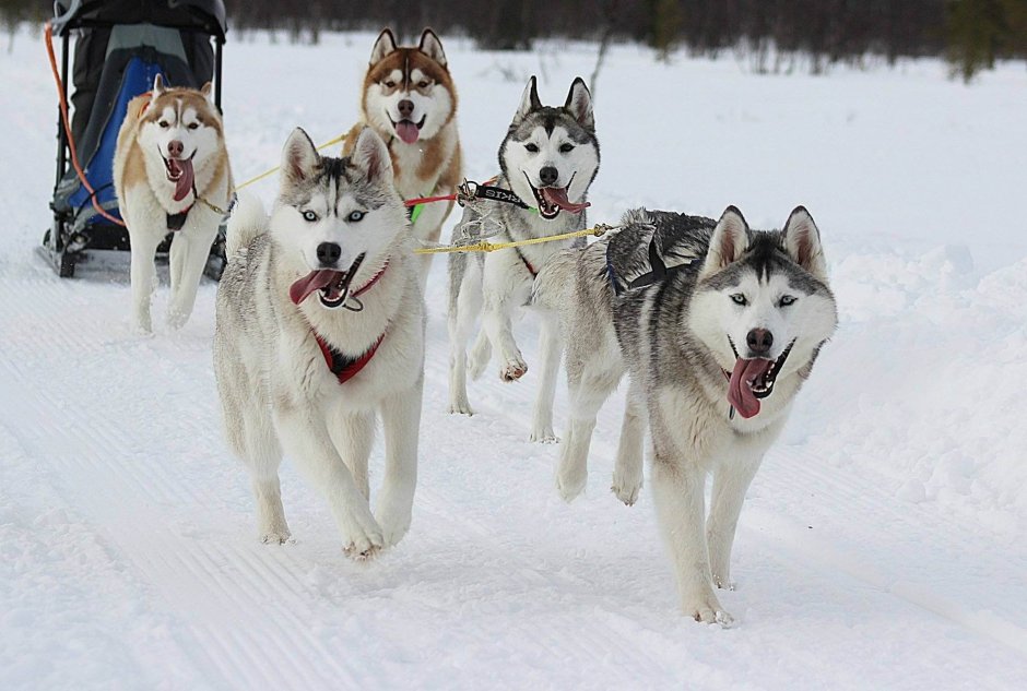 Талви Укко хаски