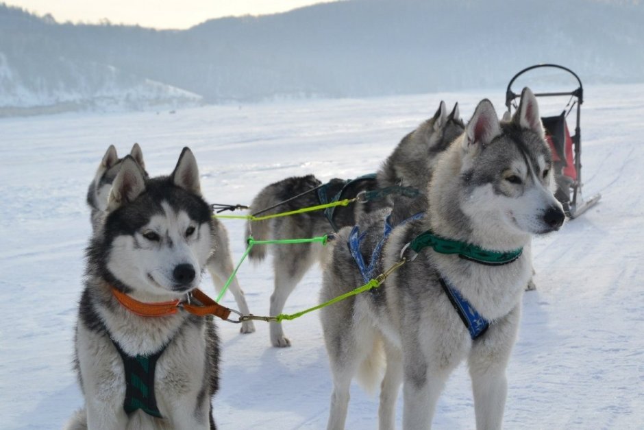 Собачьи упряжки хаски
