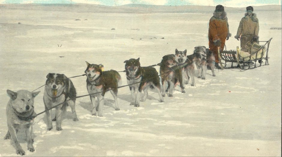 Хаски в упряжке Балто