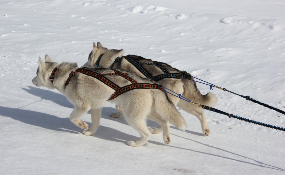 Ездовая шлейка для хаски