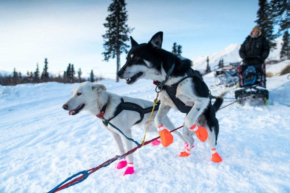 Норвежская ездовая собака