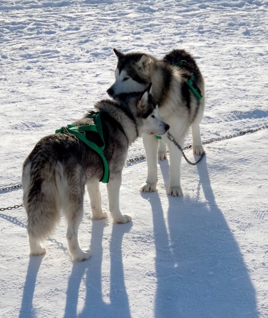 Сеппальская Сибирская ездовая
