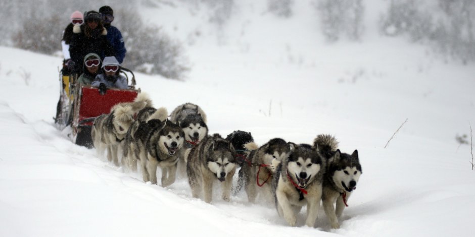 Ездовые собаки на Сахалине
