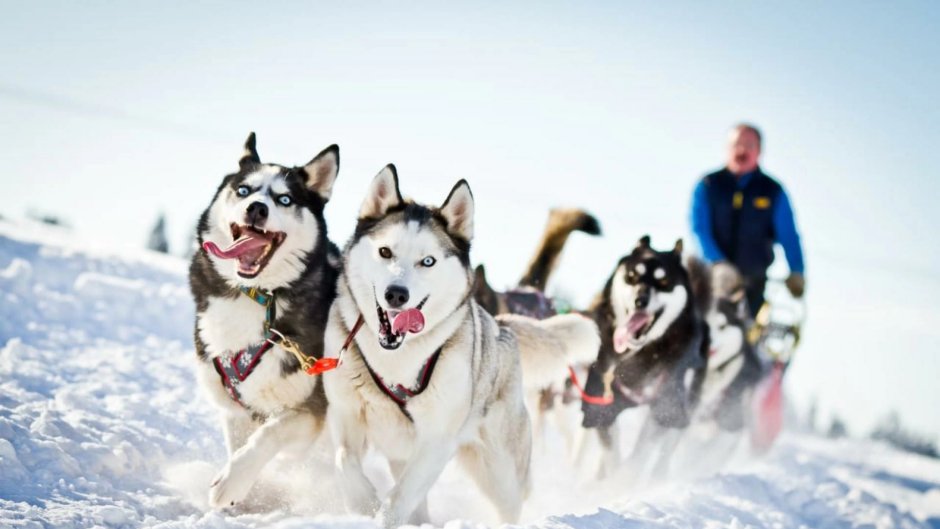 Ездовые собаки породы хаски