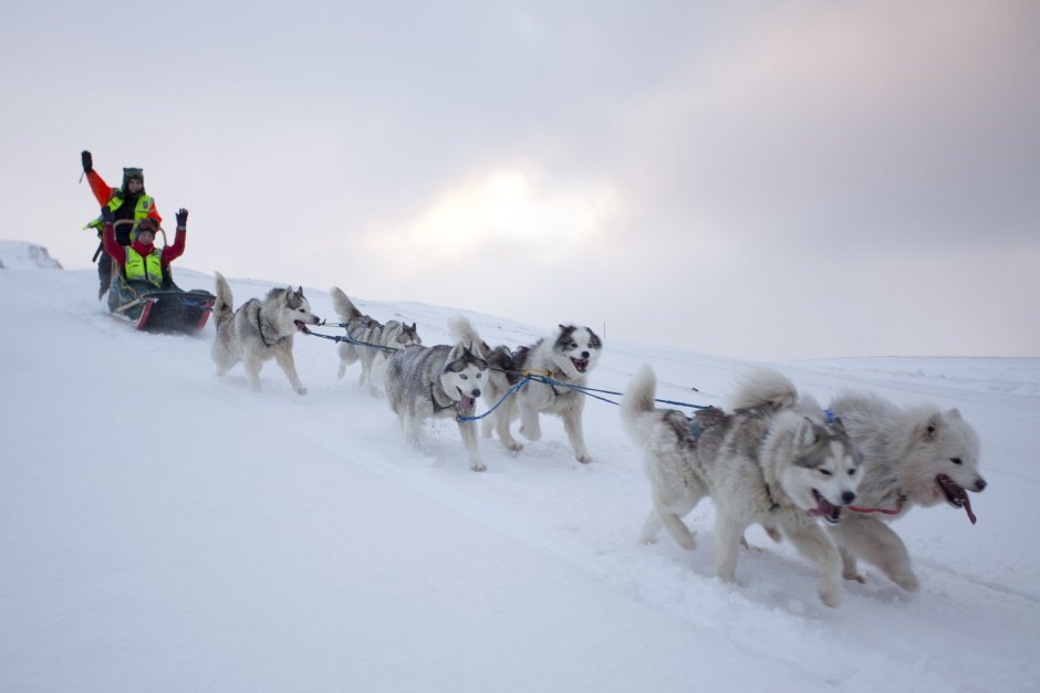 Сиповская ездовая