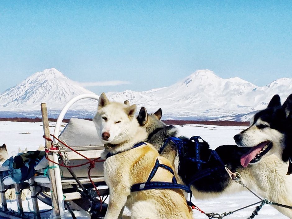 Собачьи упряжки хаски