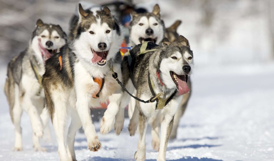 Снежные псы Камчатка