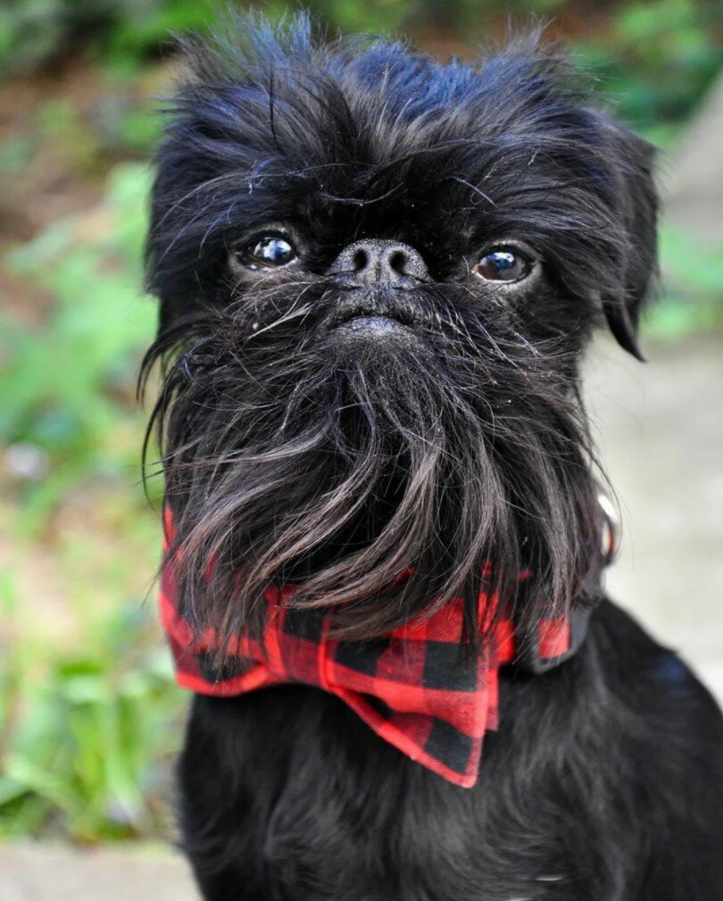 Кокер микро шнауцер