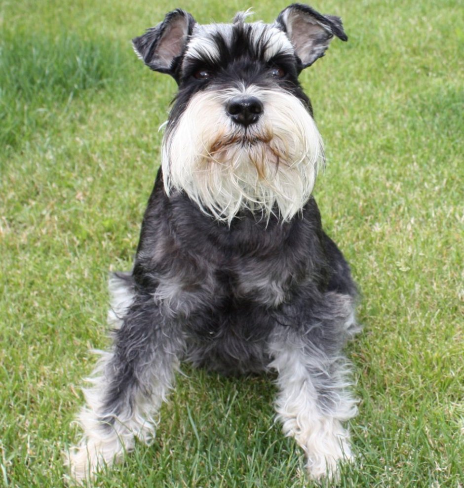 Карликовый Цвергшнауцер