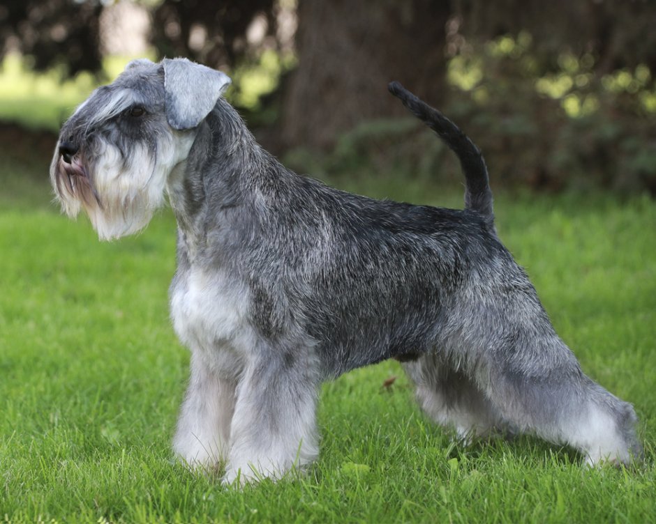 Цвергшнауцер карликовый шнауцер